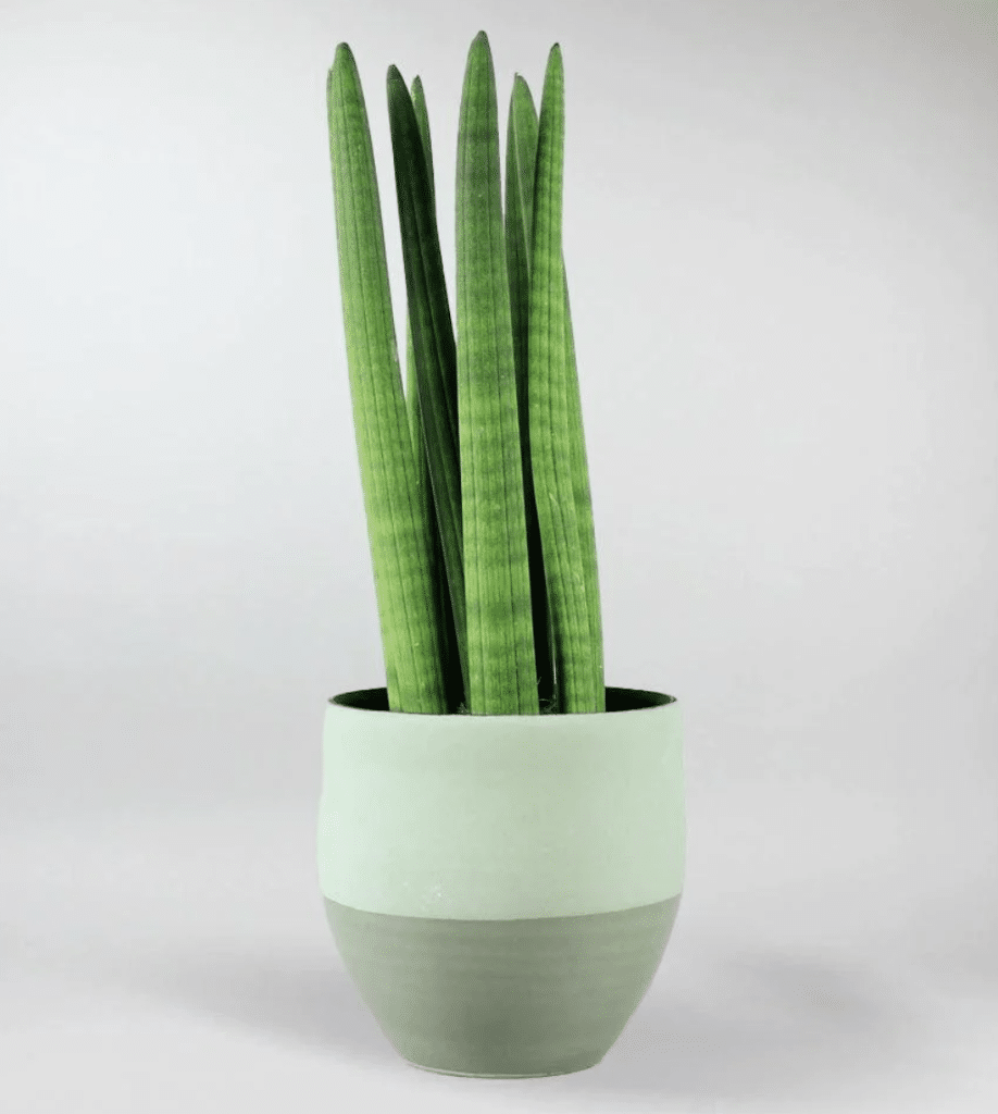 cylindrical snake plant in green planter